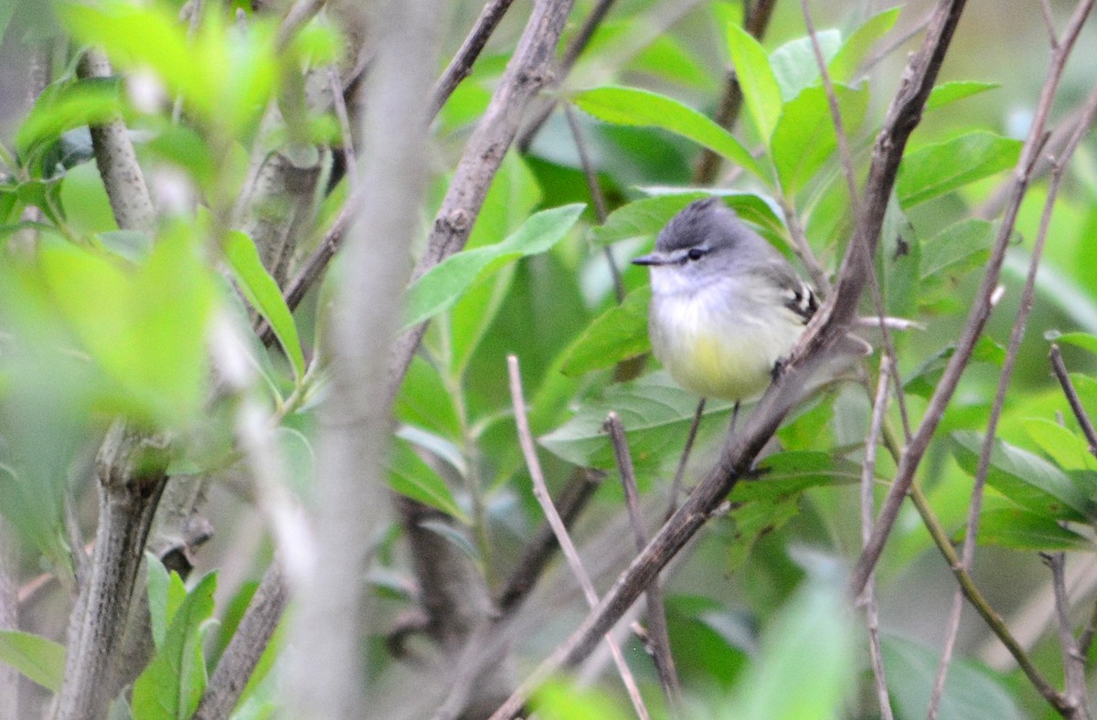 White-crested Tyrannulet - João Gava Just