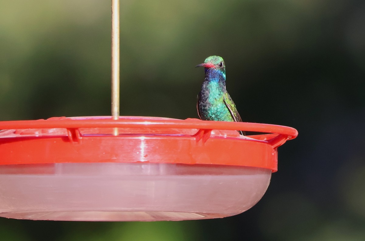 Broad-billed Hummingbird - Tricia Vesely