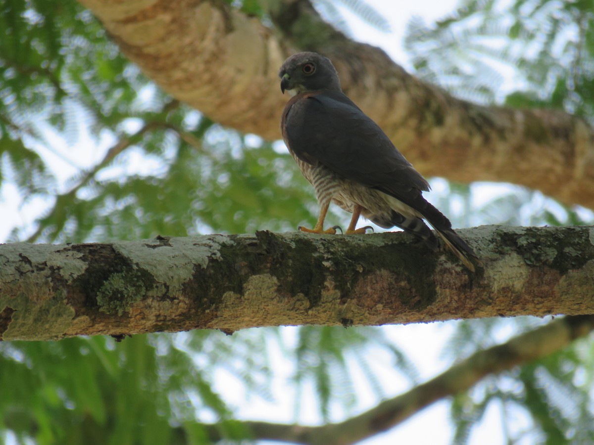 Double-toothed Kite - Sam Holcomb