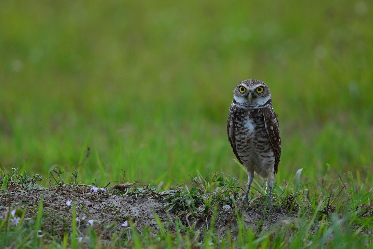 Burrowing Owl - ML619640721