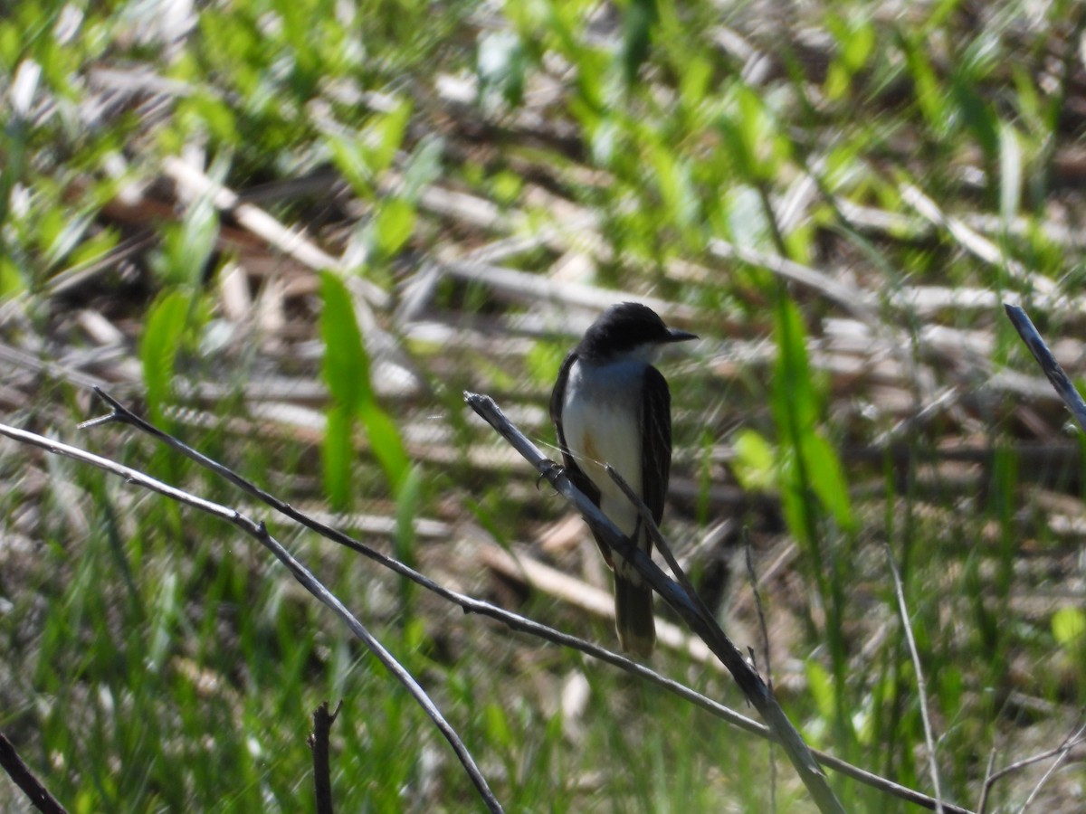 Eastern Kingbird - Denis Provencher COHL