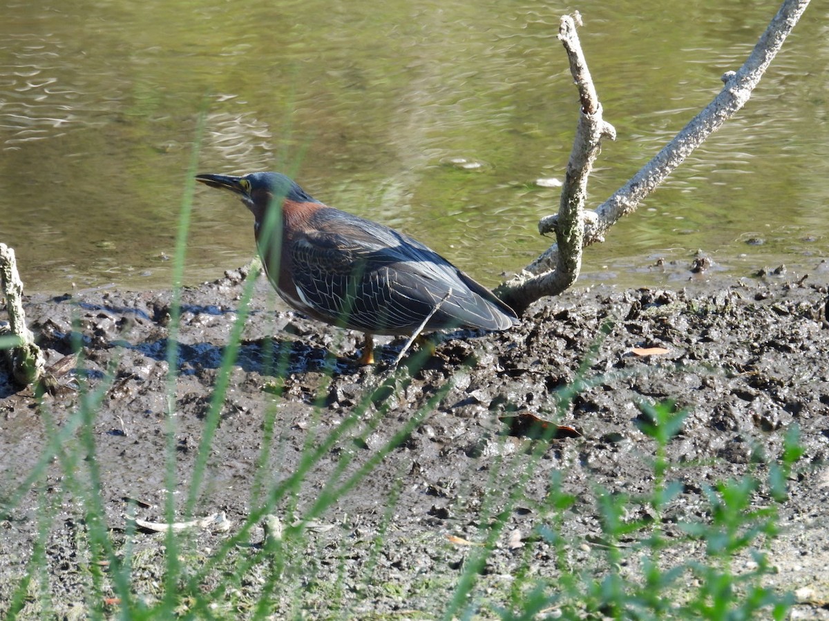 Green Heron - Denise Rychlik