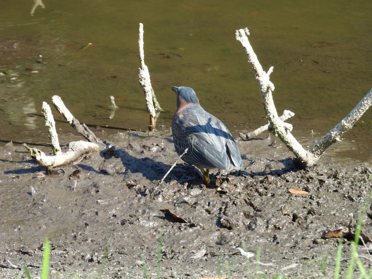 Green Heron - Denise Rychlik