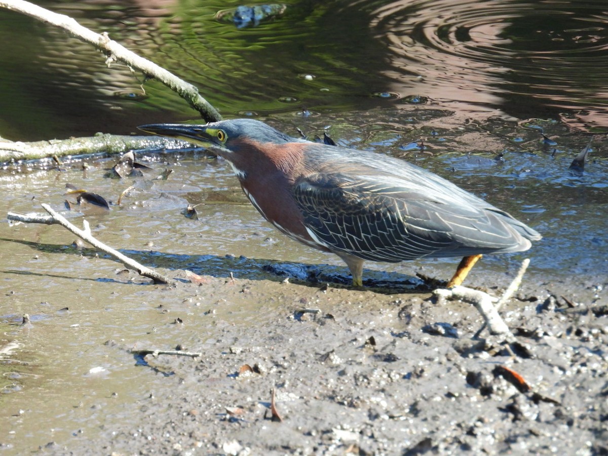 Green Heron - Denise Rychlik