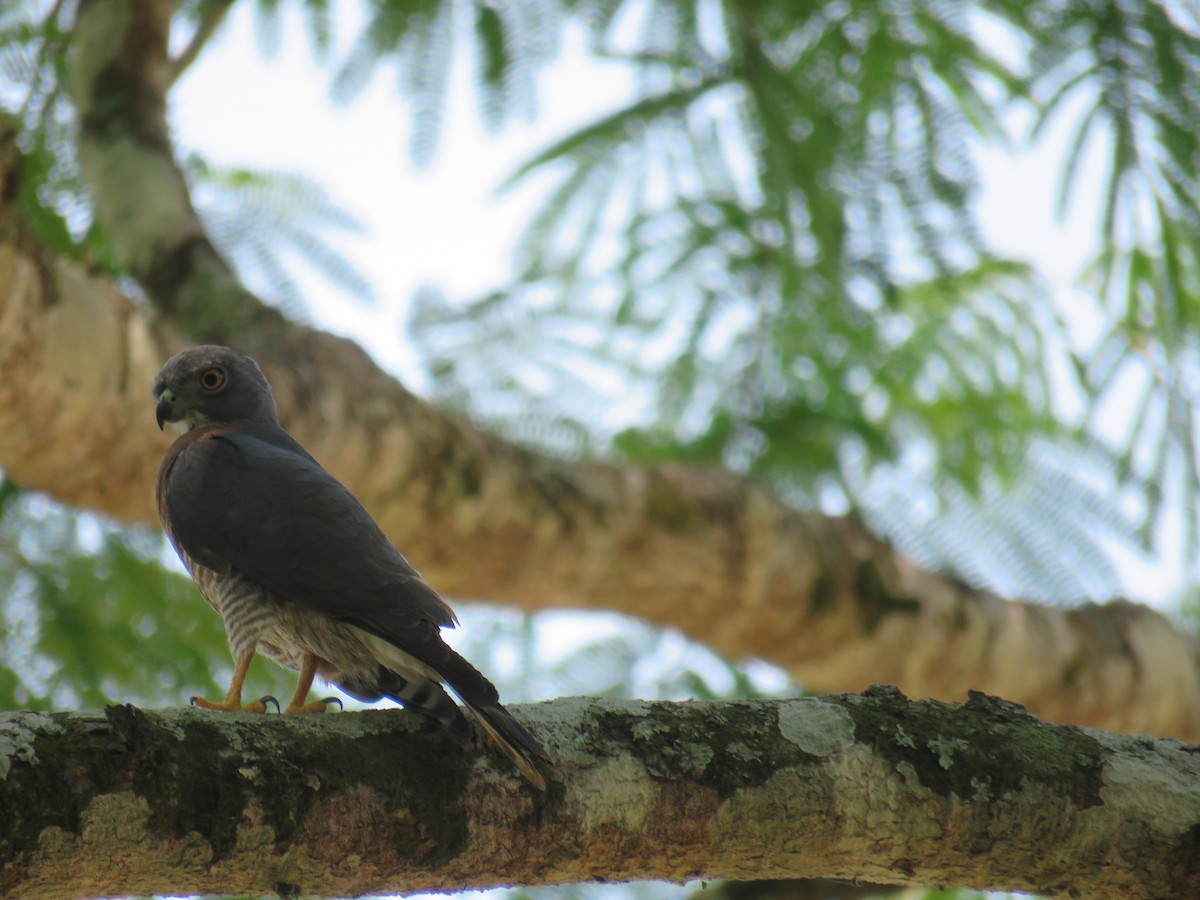 Double-toothed Kite - Sam Holcomb