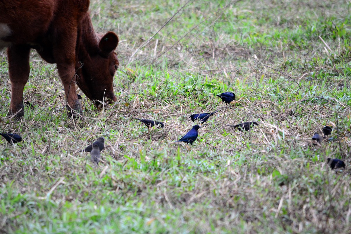 Shiny Cowbird - João Gava Just