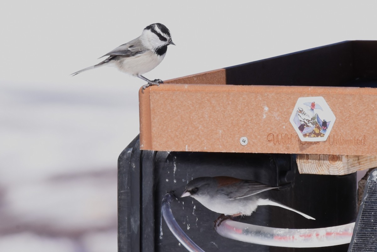 Mountain Chickadee - Bruce Mast