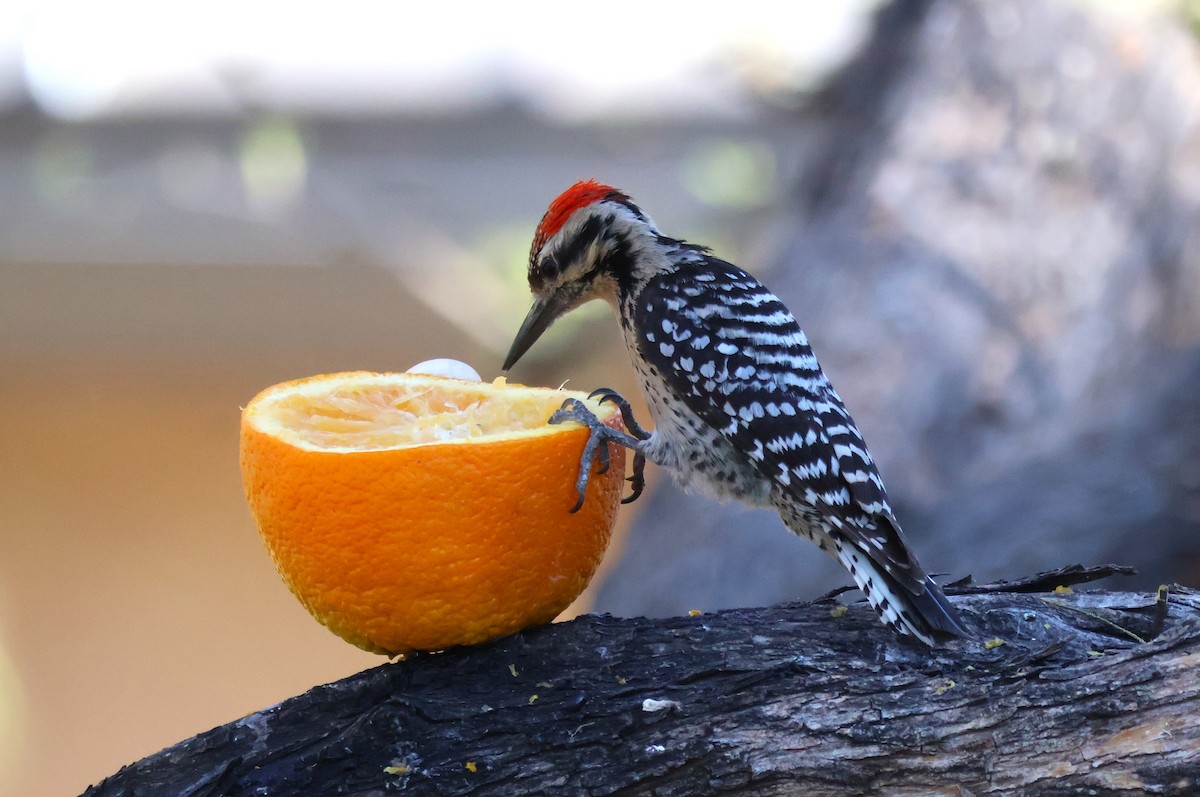 Ladder-backed Woodpecker - Tricia Vesely