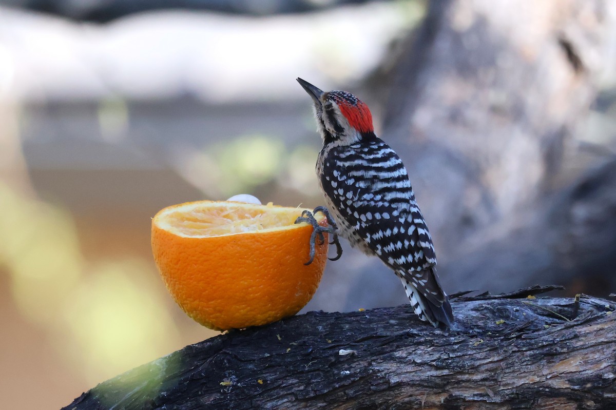 Ladder-backed Woodpecker - Tricia Vesely