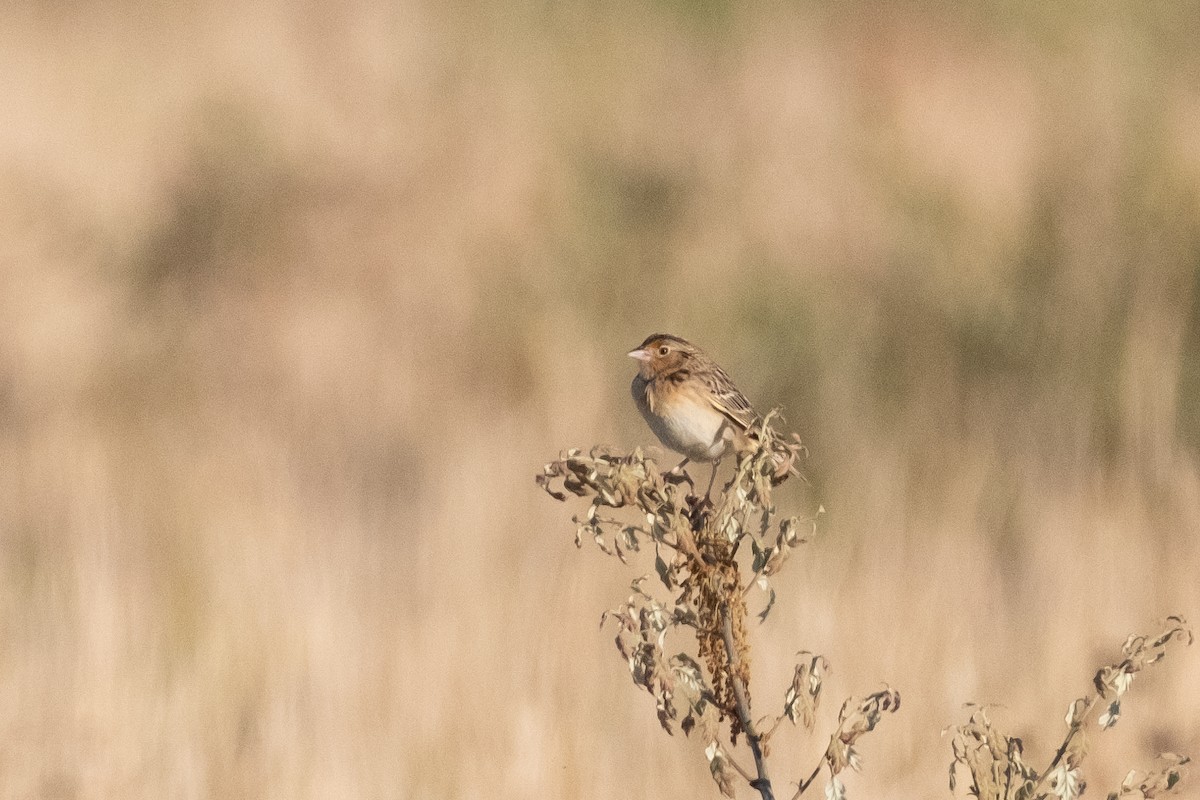 Grasshopper Sparrow - Scott Dresser