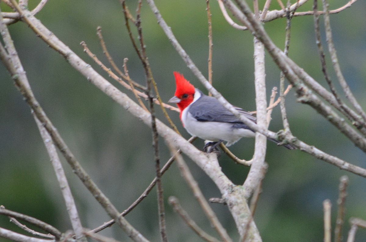 Red-crested Cardinal - João Gava Just