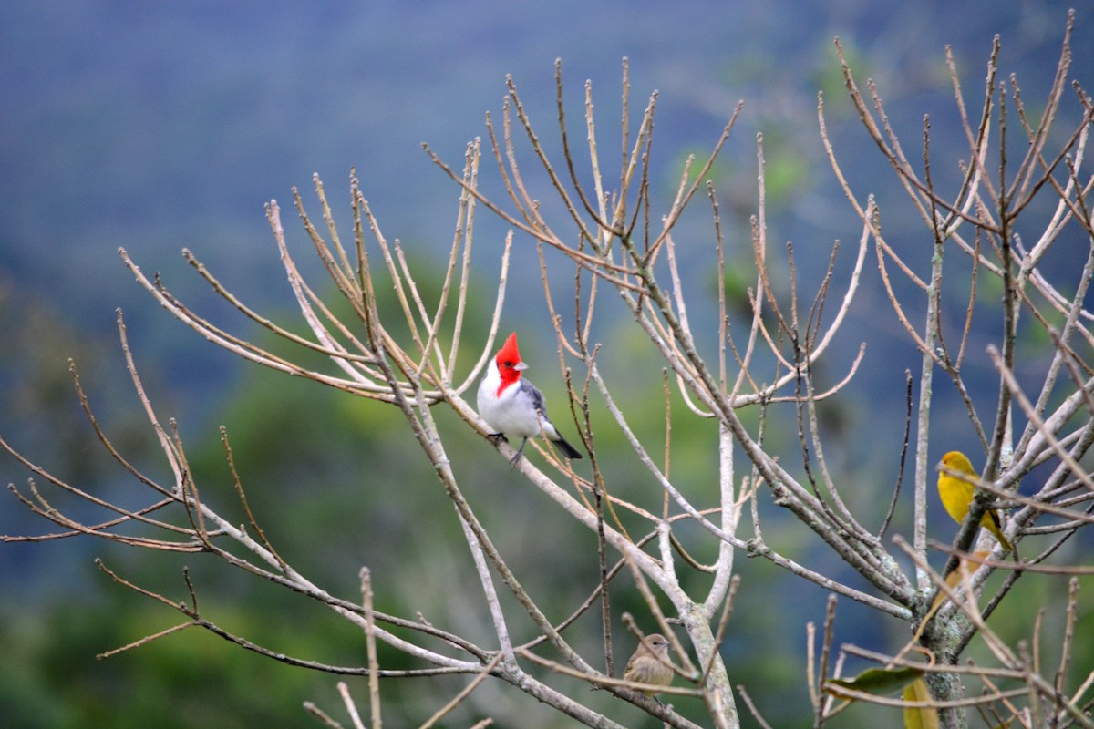 Red-crested Cardinal - João Gava Just