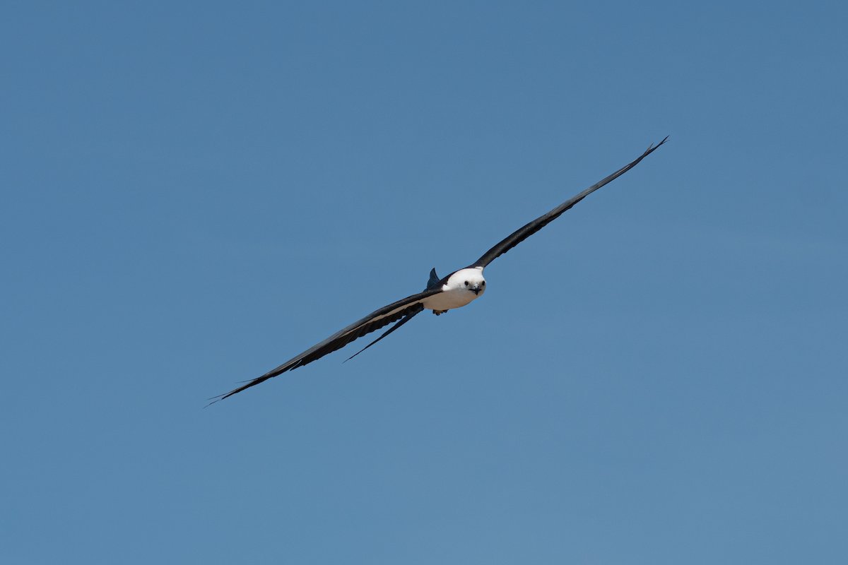 Swallow-tailed Kite - Neil D