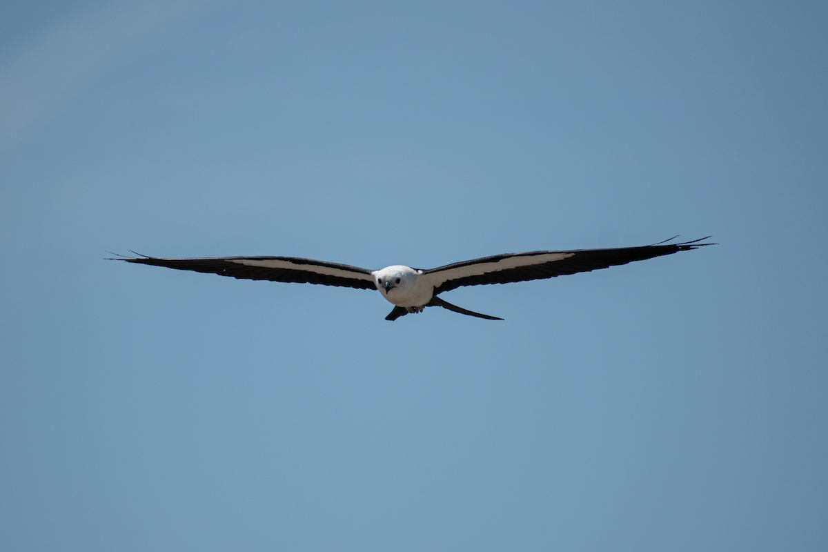 Swallow-tailed Kite - Neil D