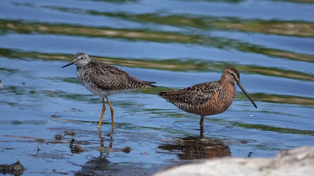 Long-billed Dowitcher - George Ho