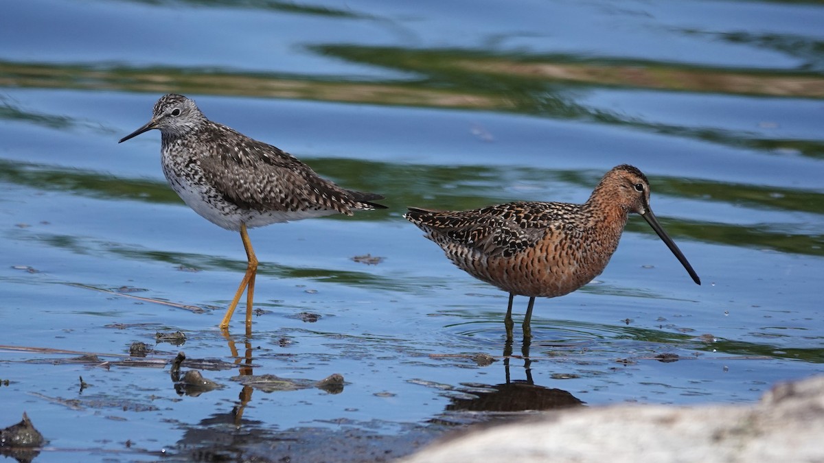 Long-billed Dowitcher - George Ho
