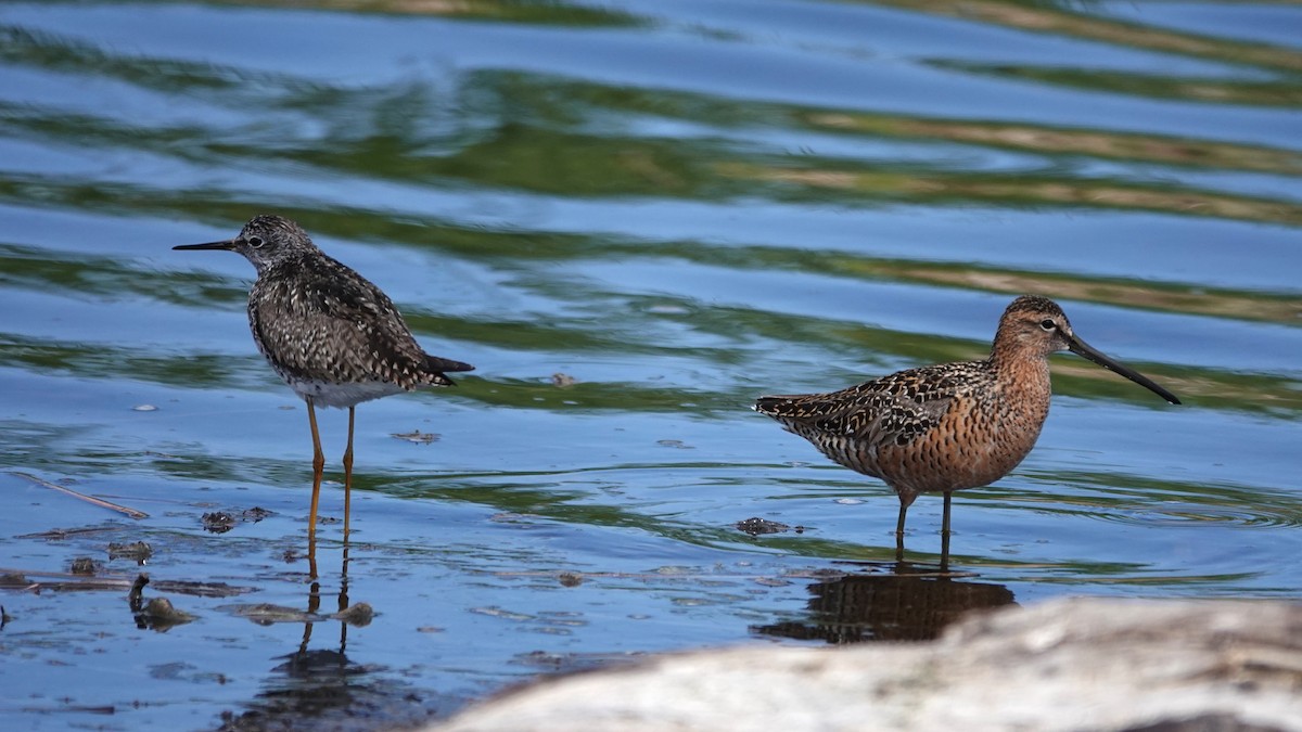 Long-billed Dowitcher - George Ho