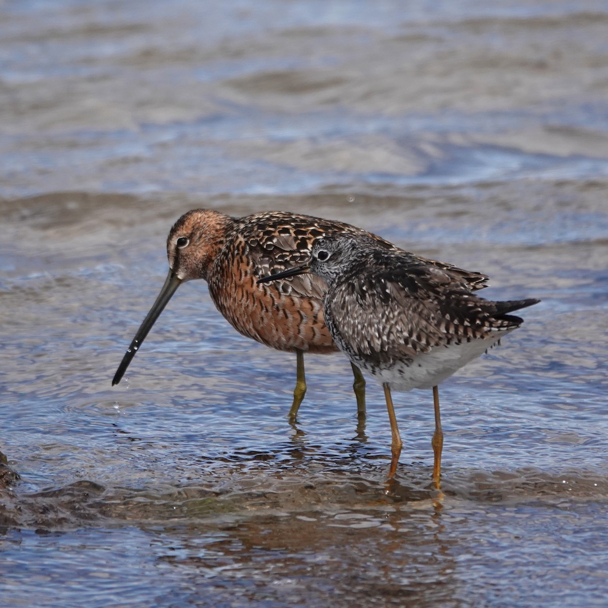 Long-billed Dowitcher - George Ho