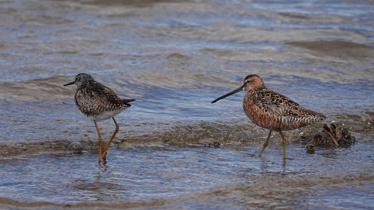 Long-billed Dowitcher - George Ho