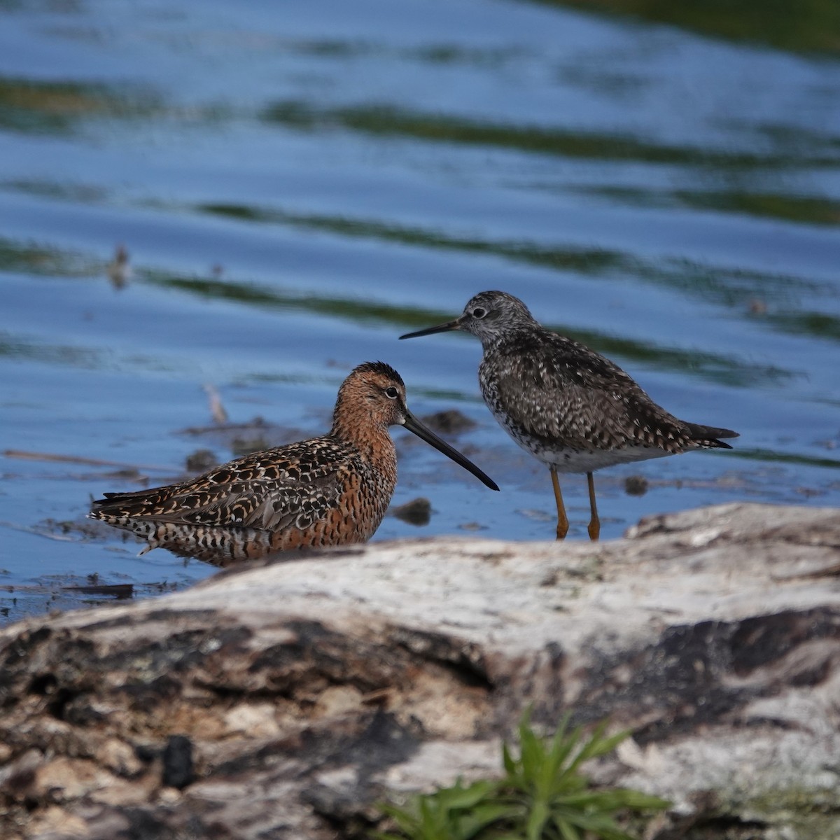 Long-billed Dowitcher - George Ho