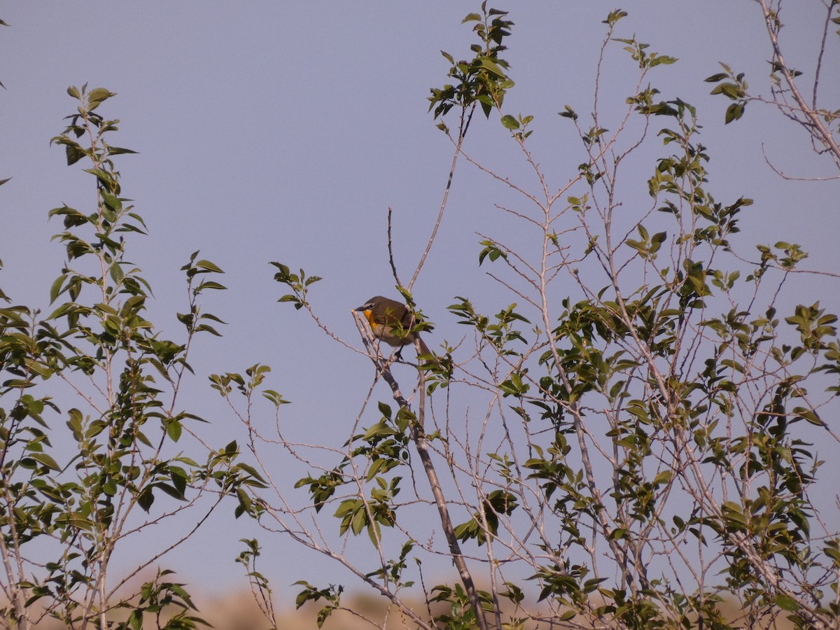 Yellow-breasted Chat - Wesley McGee