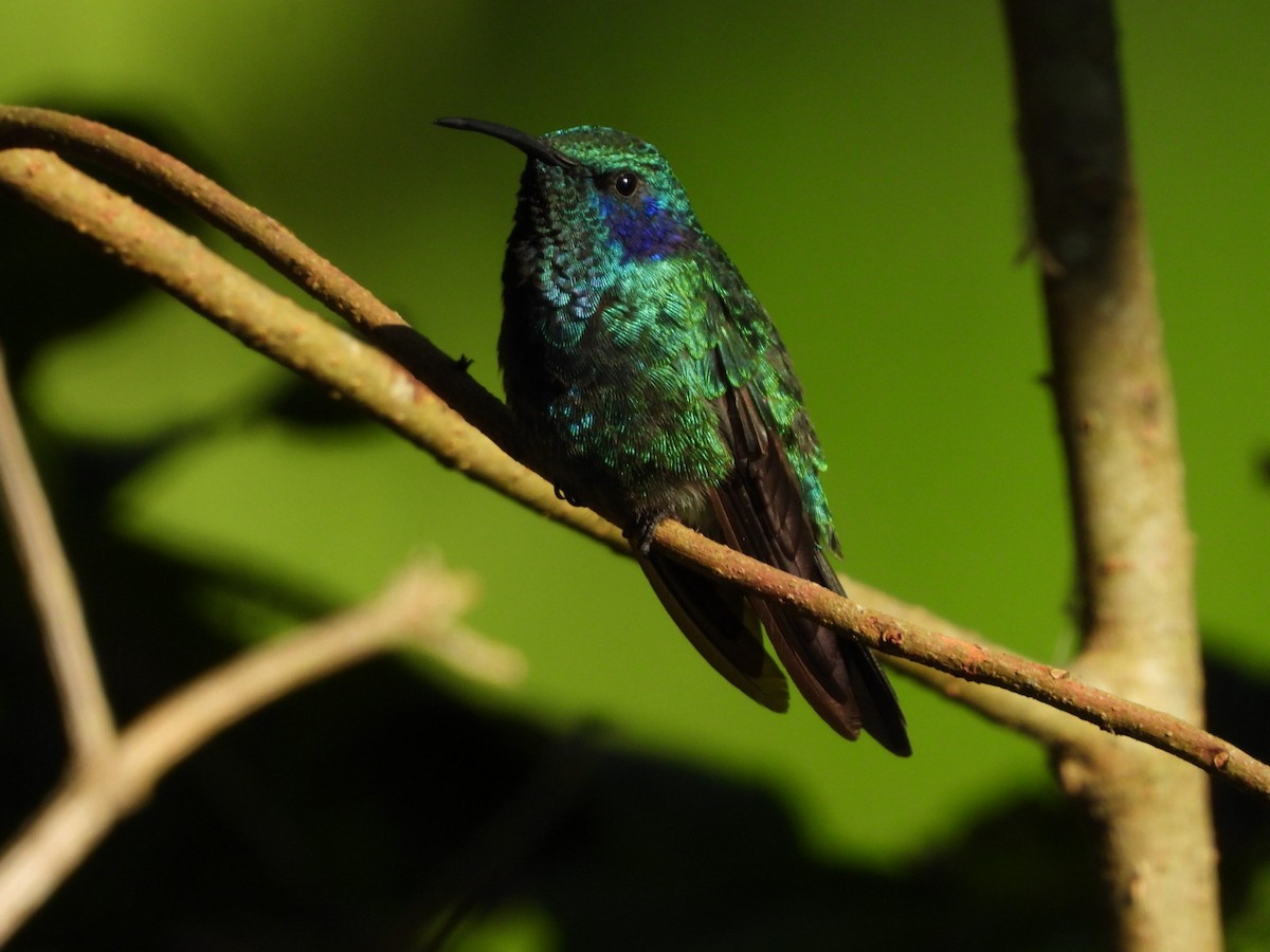 Lesser Violetear - Jose Bolaños