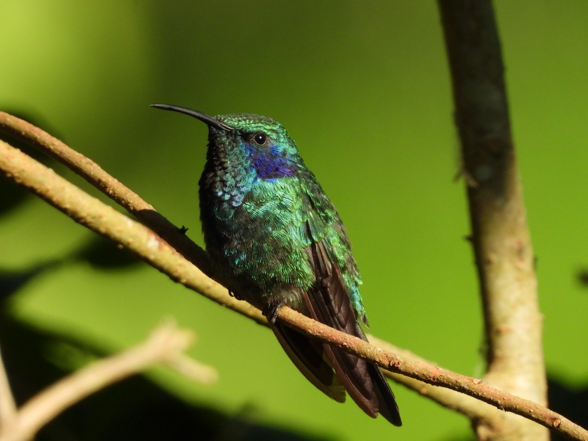 Lesser Violetear - Jose Bolaños