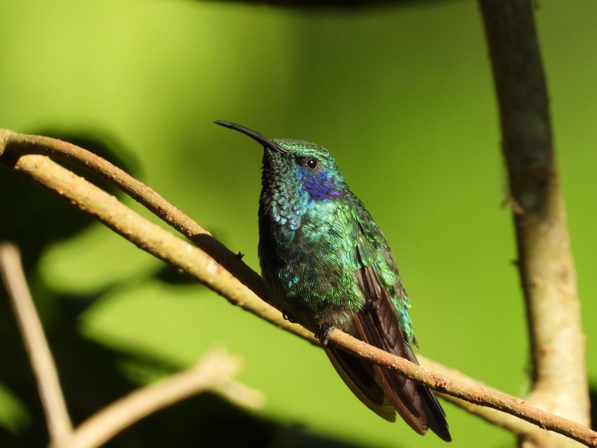 Lesser Violetear - Jose Bolaños