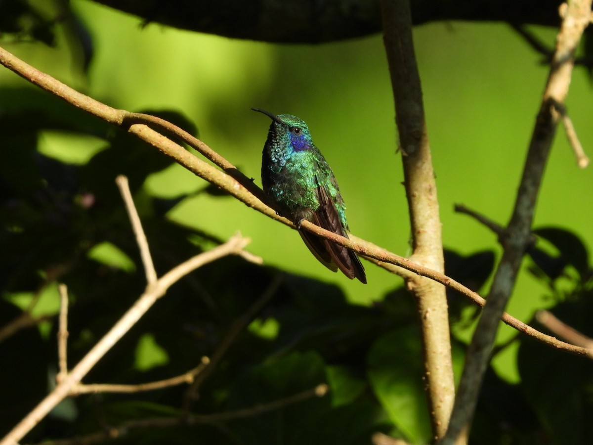 Lesser Violetear - Jose Bolaños