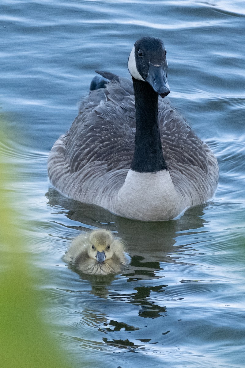 Canada Goose - Scott Dresser