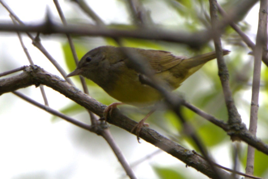 Graukopf-Waldsänger - ML619640803