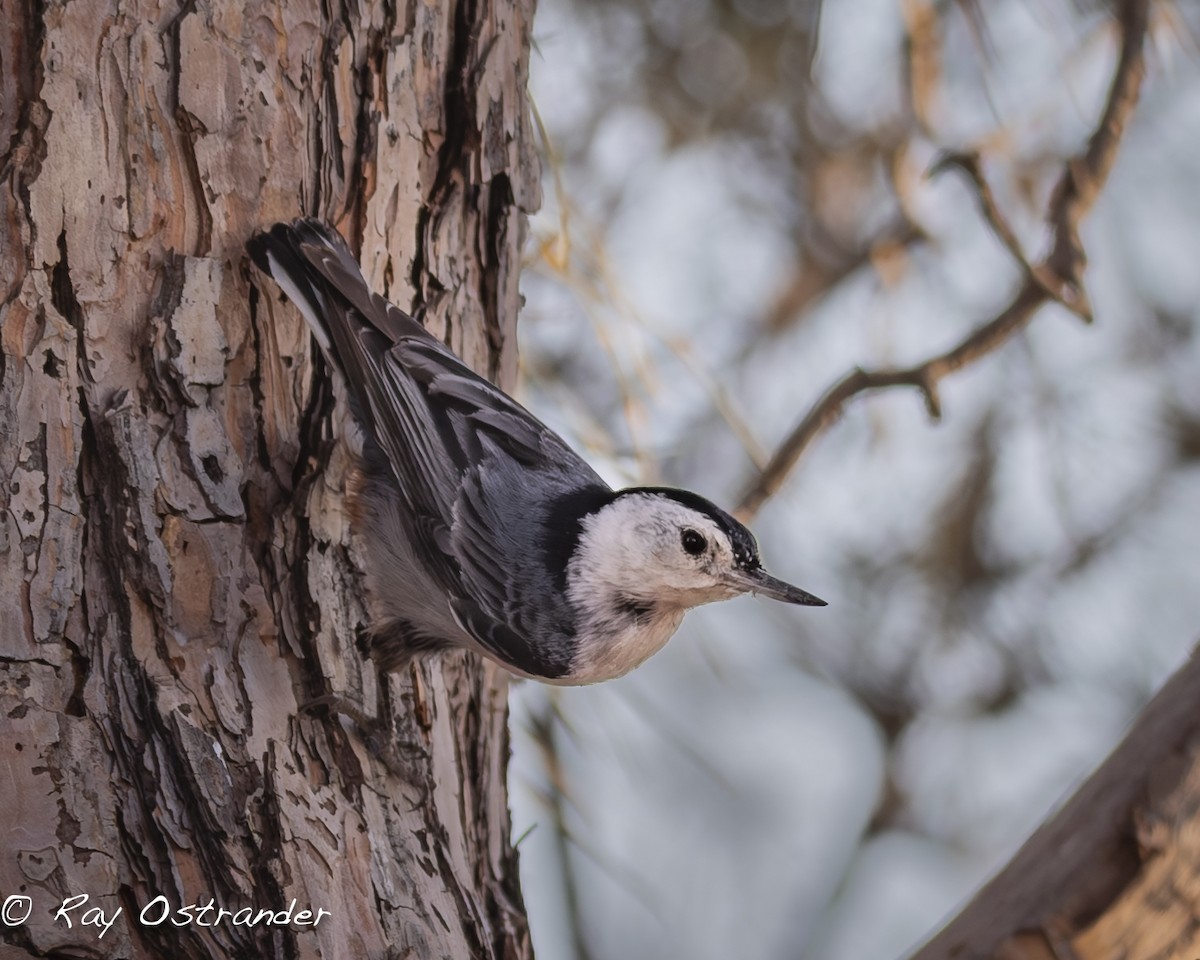White-breasted Nuthatch - Ray Ostrander