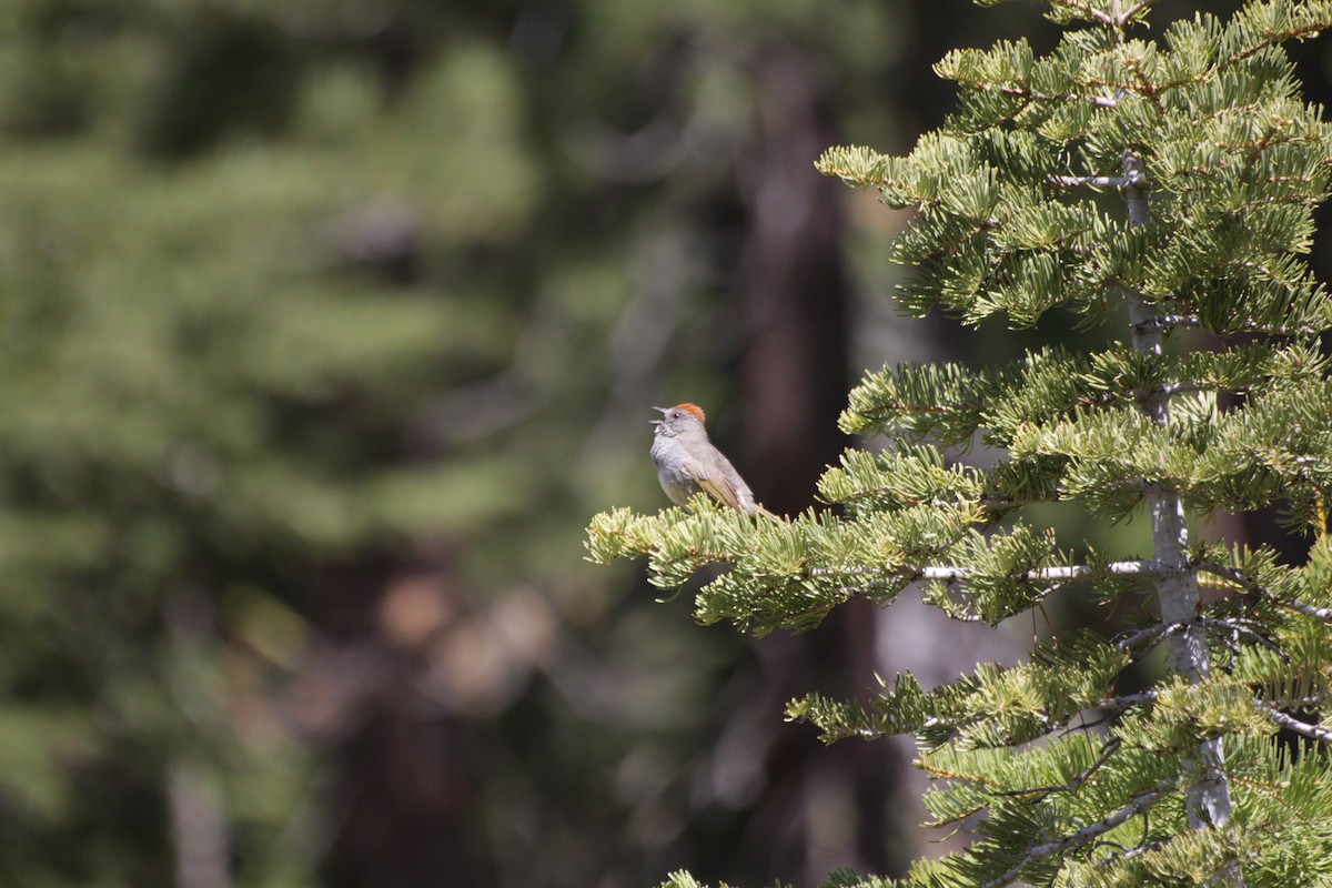 Green-tailed Towhee - ML619640838