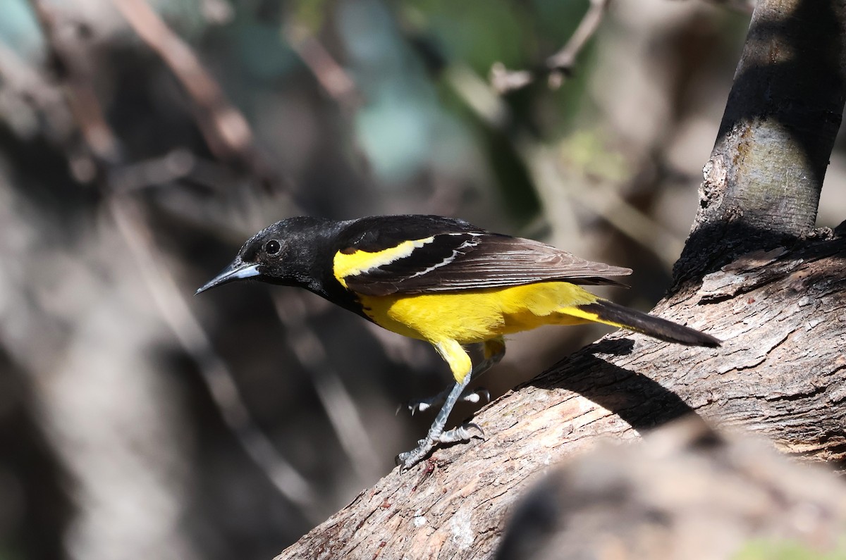 Scott's Oriole - Tricia Vesely