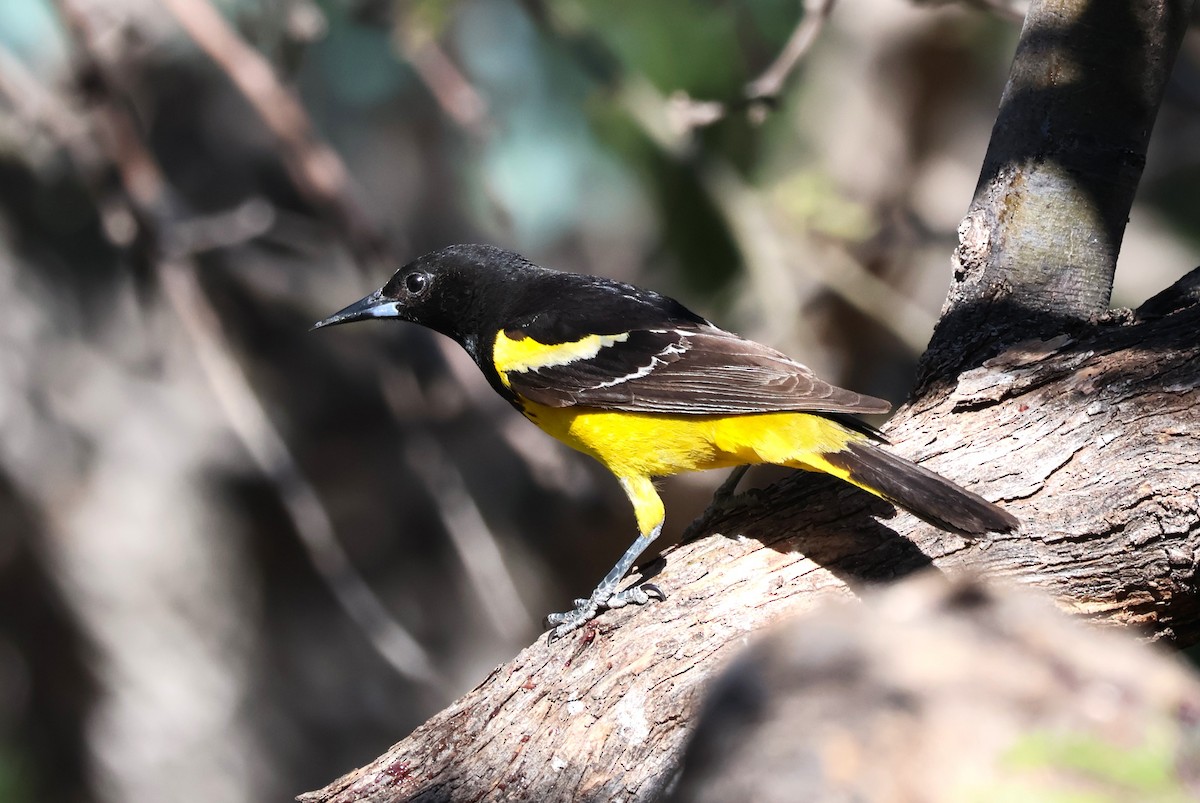 Scott's Oriole - Tricia Vesely