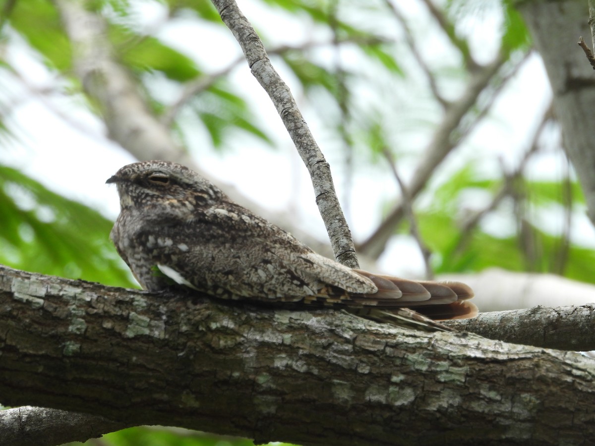 Lesser Nighthawk - ML619640858