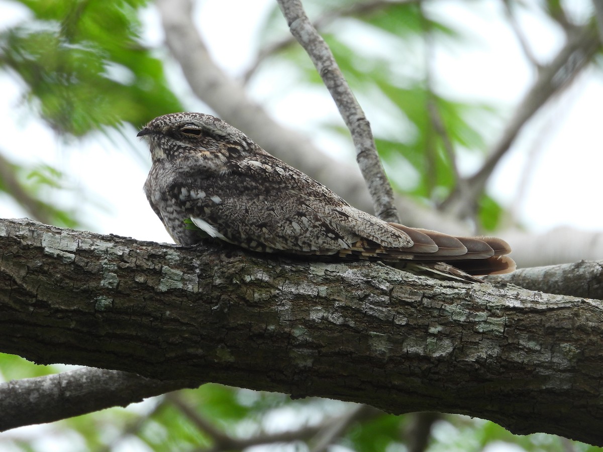 Lesser Nighthawk - Paolo Matteucci