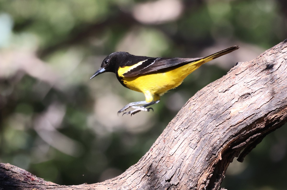 Scott's Oriole - Tricia Vesely