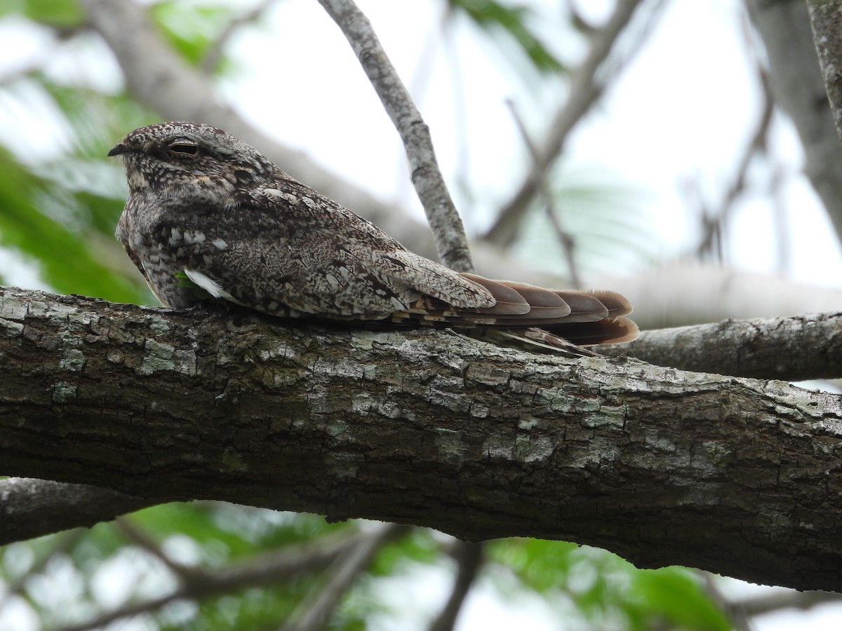 Lesser Nighthawk - Paolo Matteucci