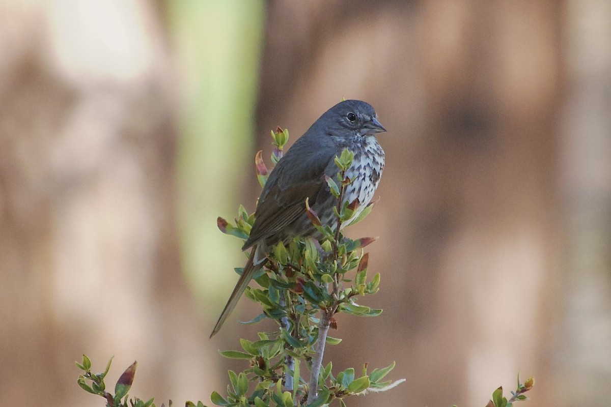 Fox Sparrow (Thick-billed) - Craig Robson