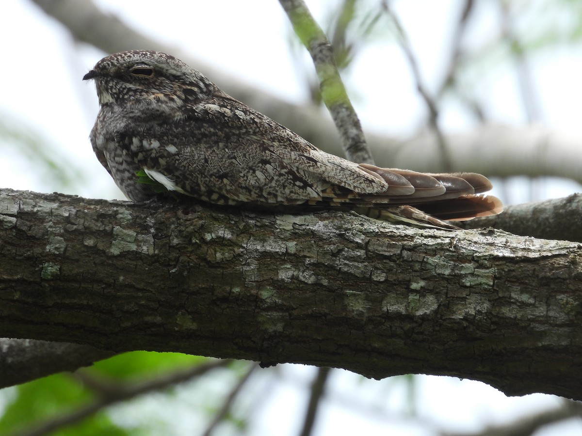 Lesser Nighthawk - Paolo Matteucci