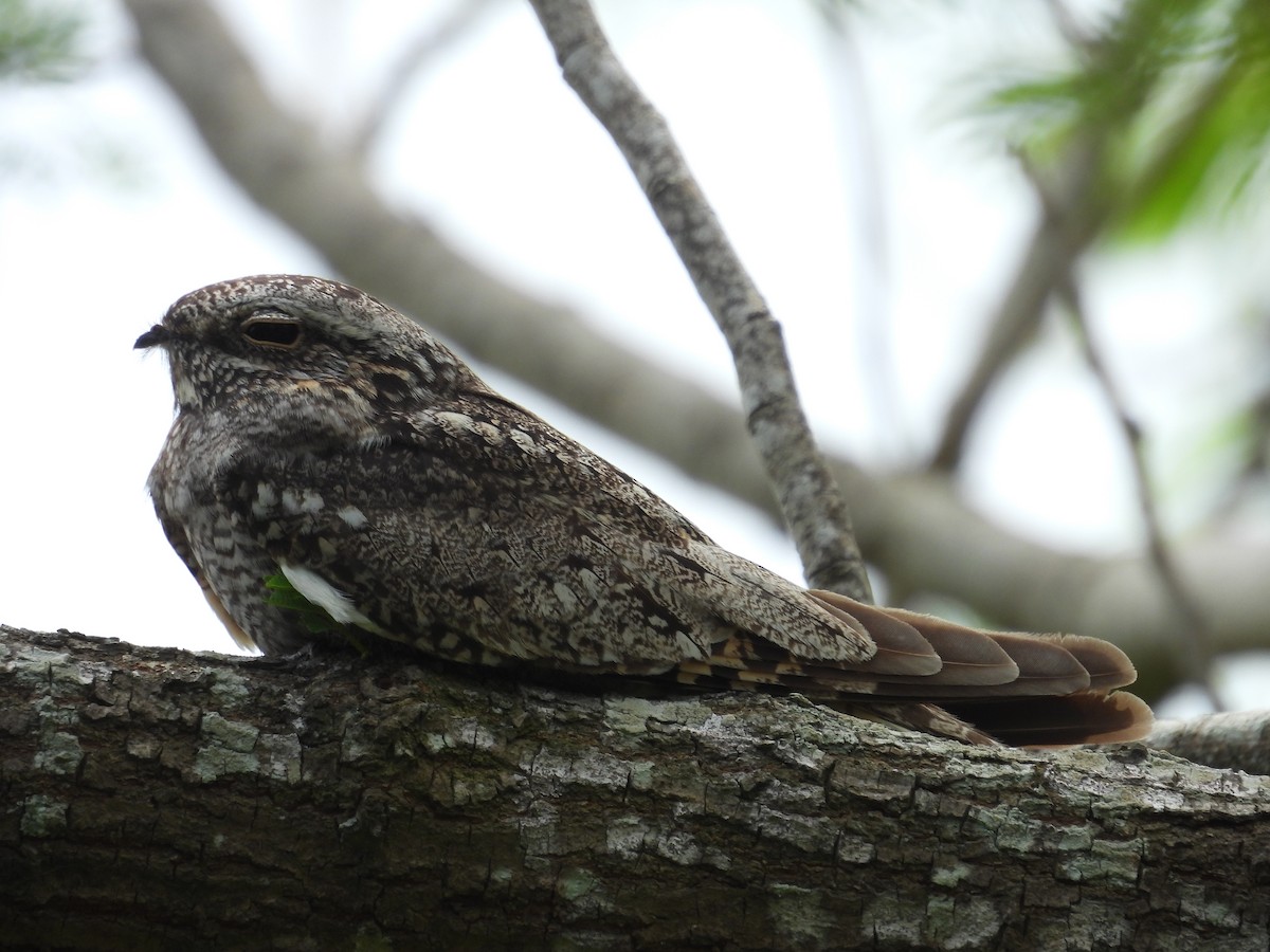 Lesser Nighthawk - Paolo Matteucci