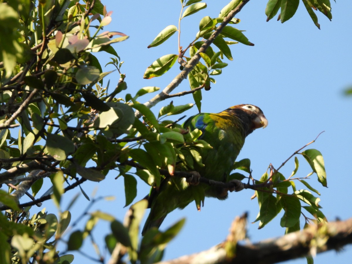 Brown-hooded Parrot - Jose Bolaños