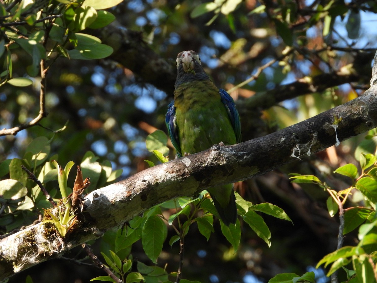 Brown-hooded Parrot - Jose Bolaños