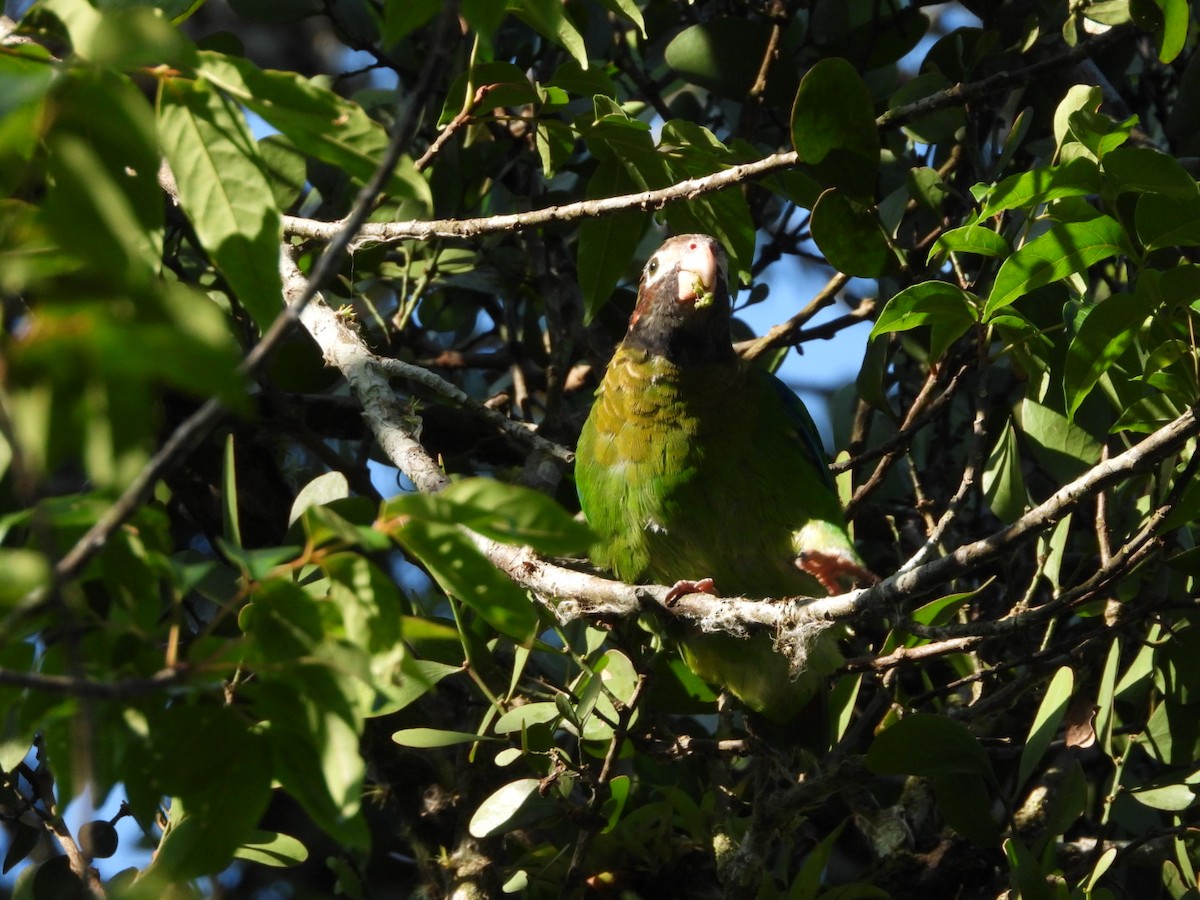 Brown-hooded Parrot - ML619640872