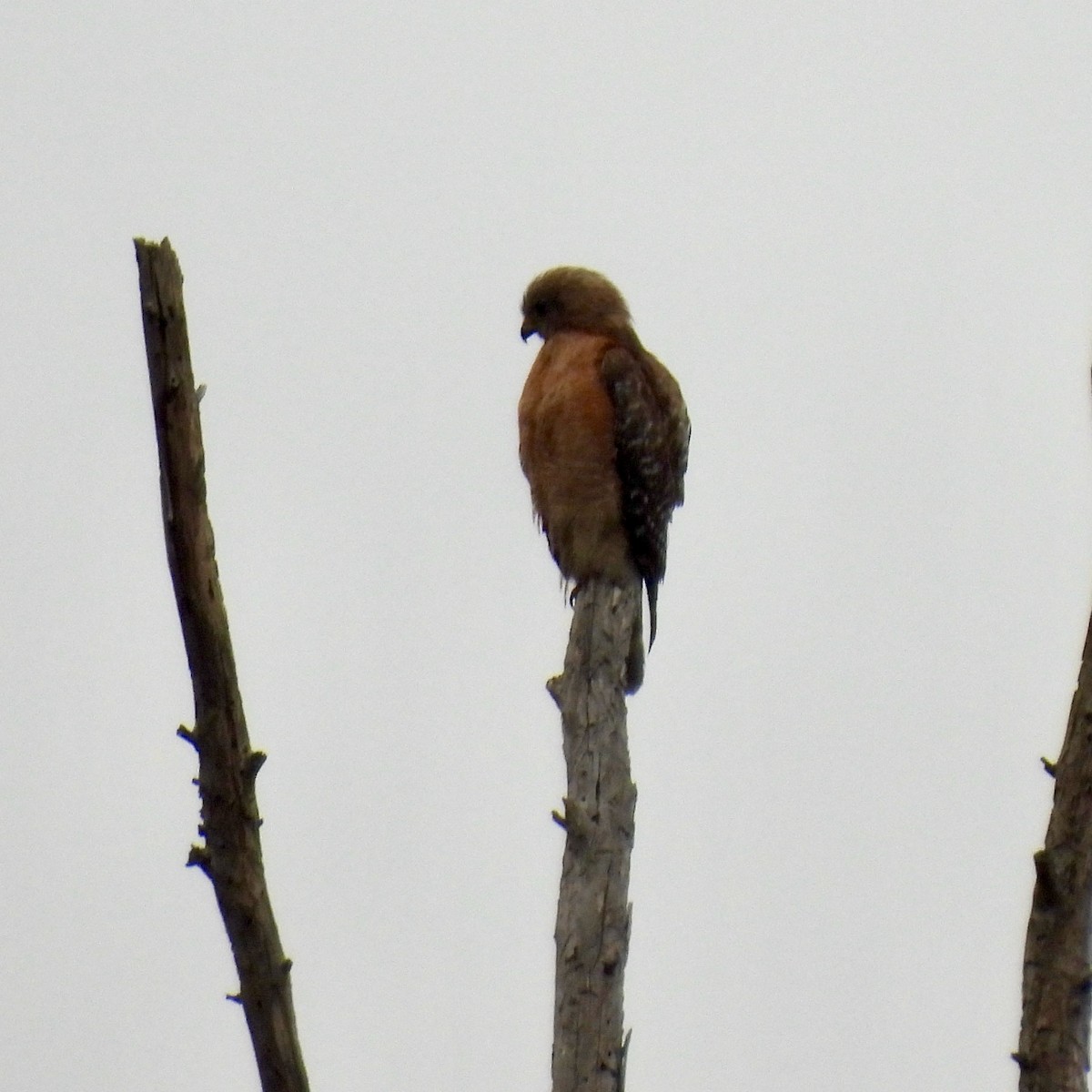 Red-shouldered Hawk - Martha Wild