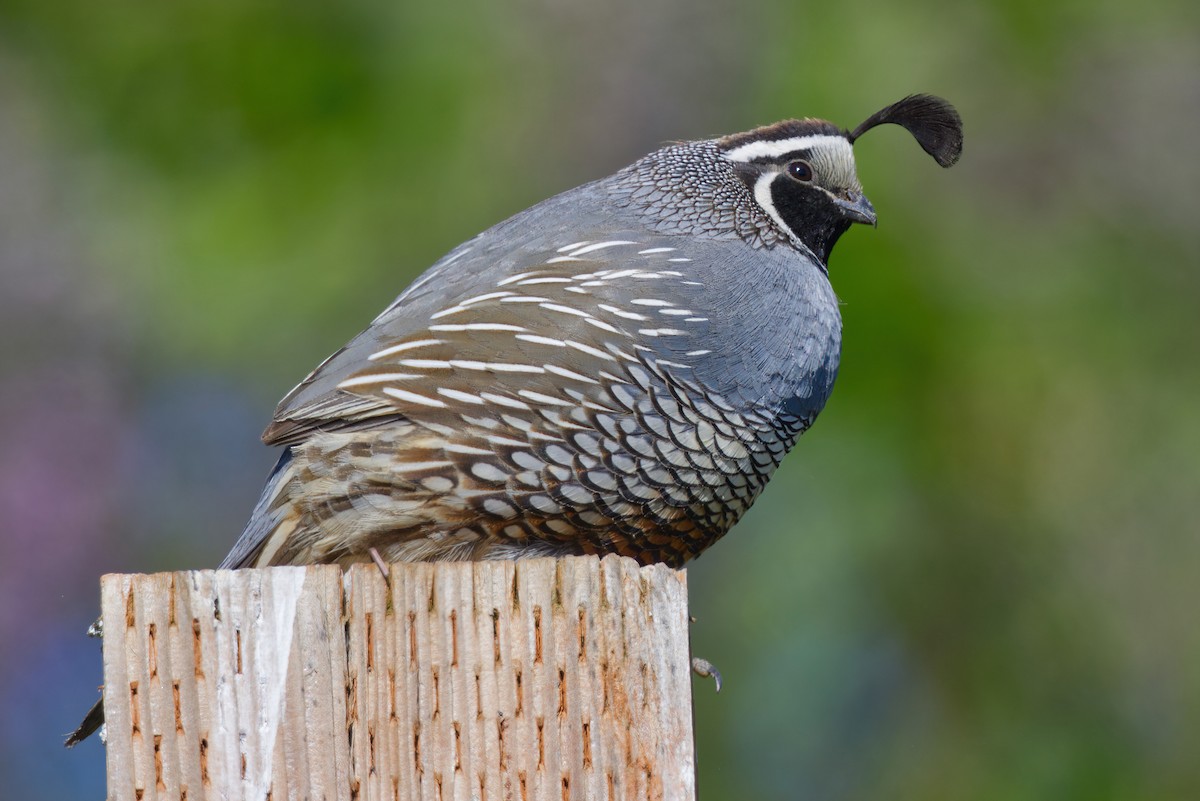 California Quail - ML619640887