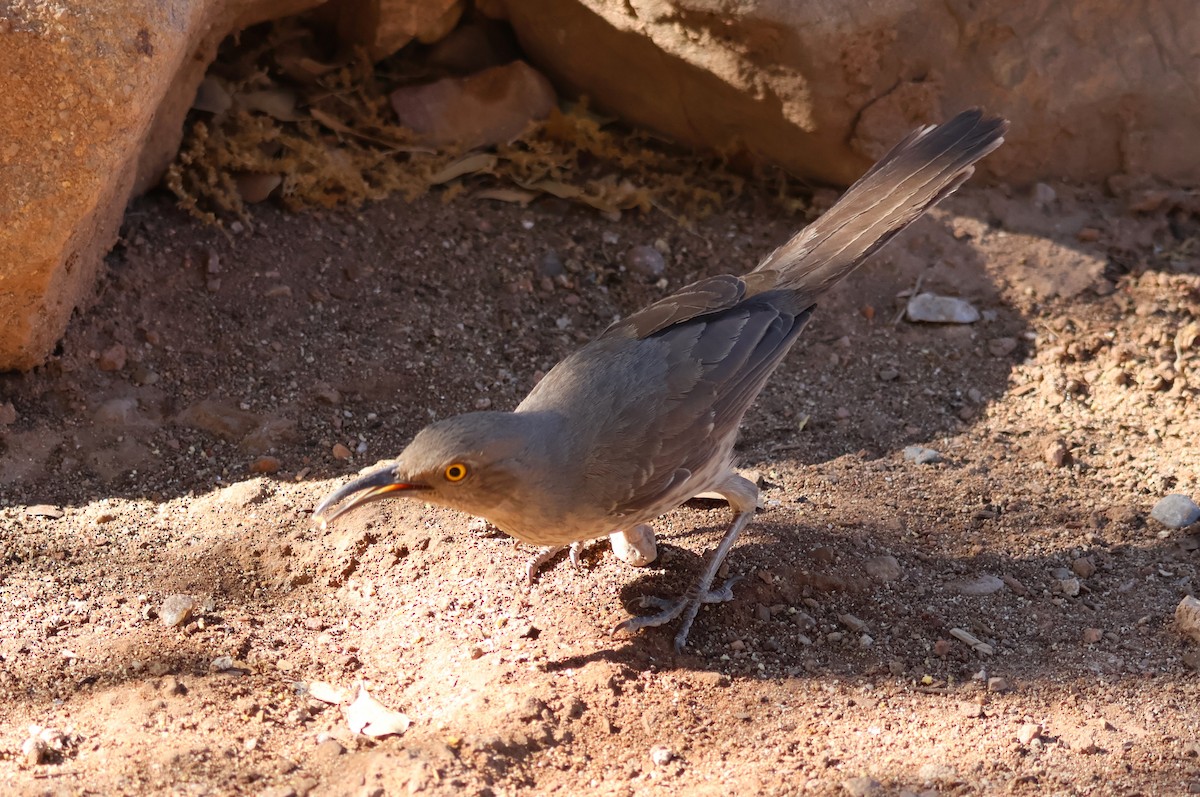 Curve-billed Thrasher - Tricia Vesely