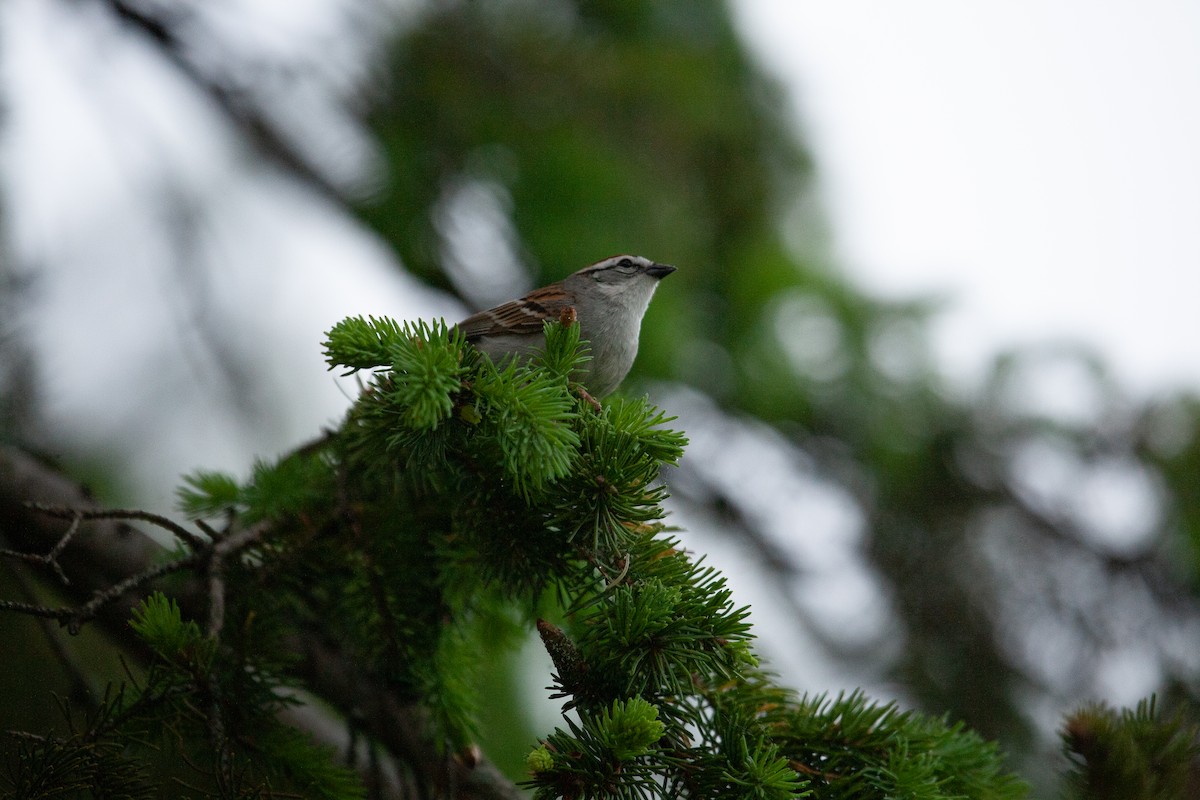 Chipping Sparrow - Catherine Paquet