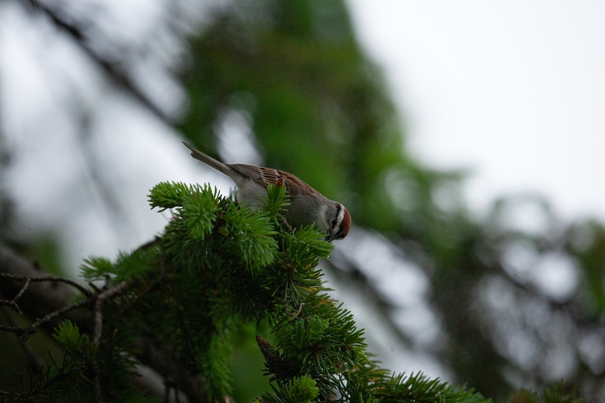 Chipping Sparrow - Catherine Paquet